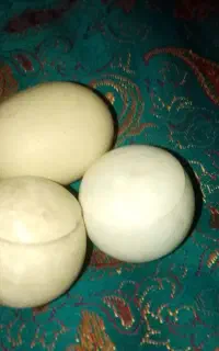 سنگ آسیاب اصل