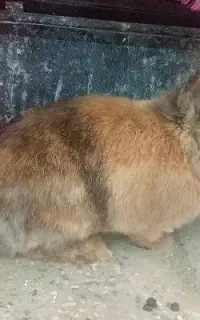 خرگوش