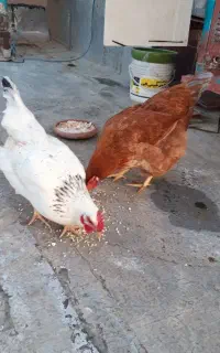 مرغ رسمی