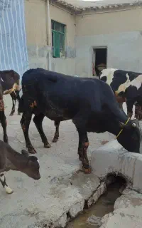 گوساله نر
