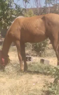 کره اسب نریون ۱۷ماهه