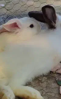 خرگوش نر و ماده