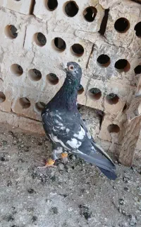سرور نر