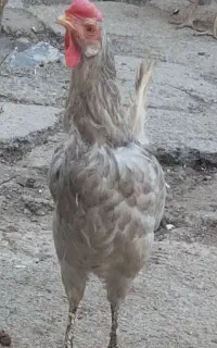 مرغ سفید
