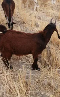 کهره