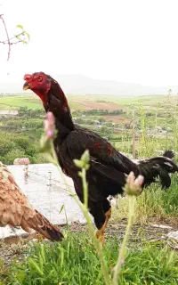 خروس لاری مشکی اصیل ۱۱ ماهه تاج بسیار زیبا