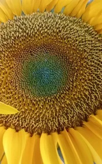 لوبیا سبز درجه یک ساردو