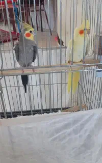 عروس هلندی نرو ماده همراه با  یک عدد فنچ رایگان