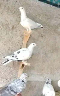 چند عدد گلی پلاکی دس اولی