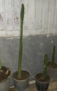 گلدون کاکتوس