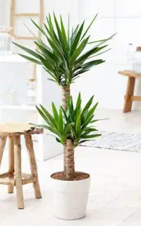 طراحی نمایشگاه رستوران کافه باگل گیاه