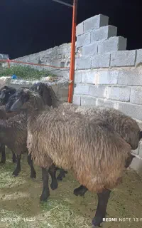 ۶راس شیشک آبستن محله و دورگ چینی