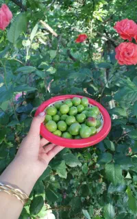 آلوچه/گوجه سبز به صورت کلی و جزئی در بافت/بزنجان
