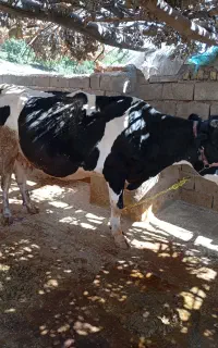 گاو دورگ هلشتاین
