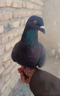 کبوتر زاغ سبز دست آموز قور میزنه