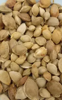 هسته زردآلو