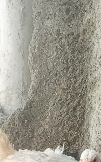 جوجه گوشتی و مرغ