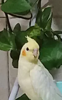 سلام نام نیکو عروس هلندی