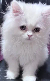 بچه گربه پرشین