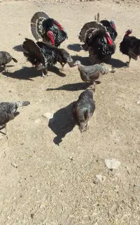 بوقلمو ماده