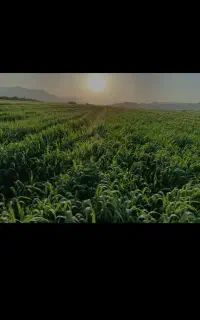 گندم بذری آبی دانش