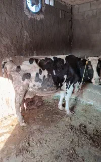 گاوشیری