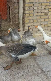 غاز محلی