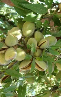 بادام کاج کنی
