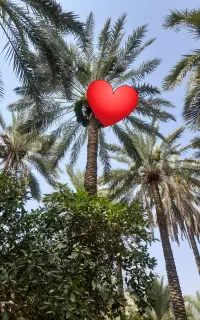 درخت گرازی و خوشه بندی