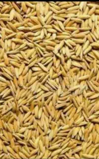 بذر طارم هاشمی