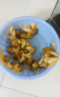 واگذاری حلزون