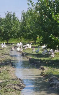 قو قاژ اوکراینی اصل