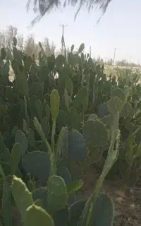 نهال کاکتوس اپونتیا