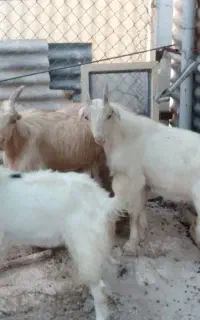 دوتا کهره نر بز