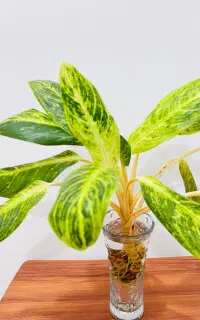 گل آگلونما طلایی زیبا دو بوته شاداب کنگان