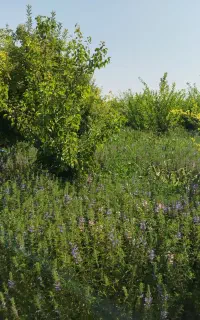 بادرنجبو قرمزی بالدیر