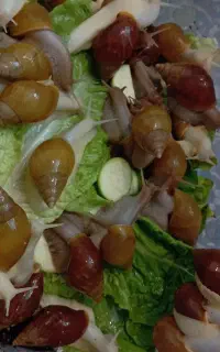 حلزون اچاتینا و آلبینو و خاویار حلزون