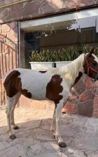 اسب پونی ابلغ