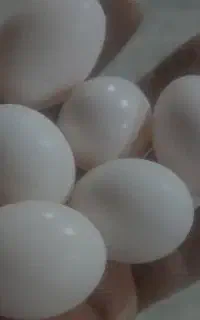 تخم کفتر کبوترمفت نطفه قوی تمیزکرمونی سرخ زردمعاوض