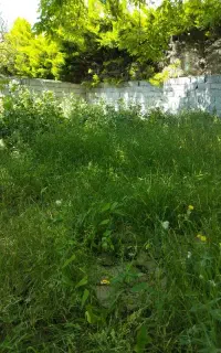علف تراشی و هرس کاری