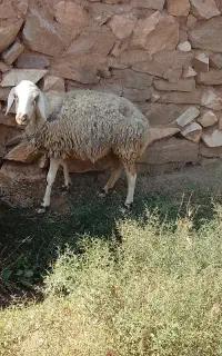 میش بز بره