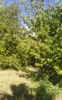چیدن میوه