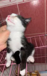 واگذاری بچه گربه نر ۳ ماهه با فرم تعهد