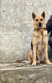 سگ گرگی اصیل
