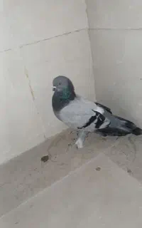 سبز نر مست