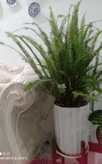 گل سرخی سالم ریشه سالم