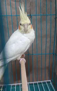 گمشده