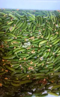 خیارشور بطری