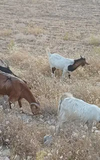 انبار علوفه دام و غیره