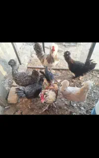 مرغ و خروس تخم گذار
